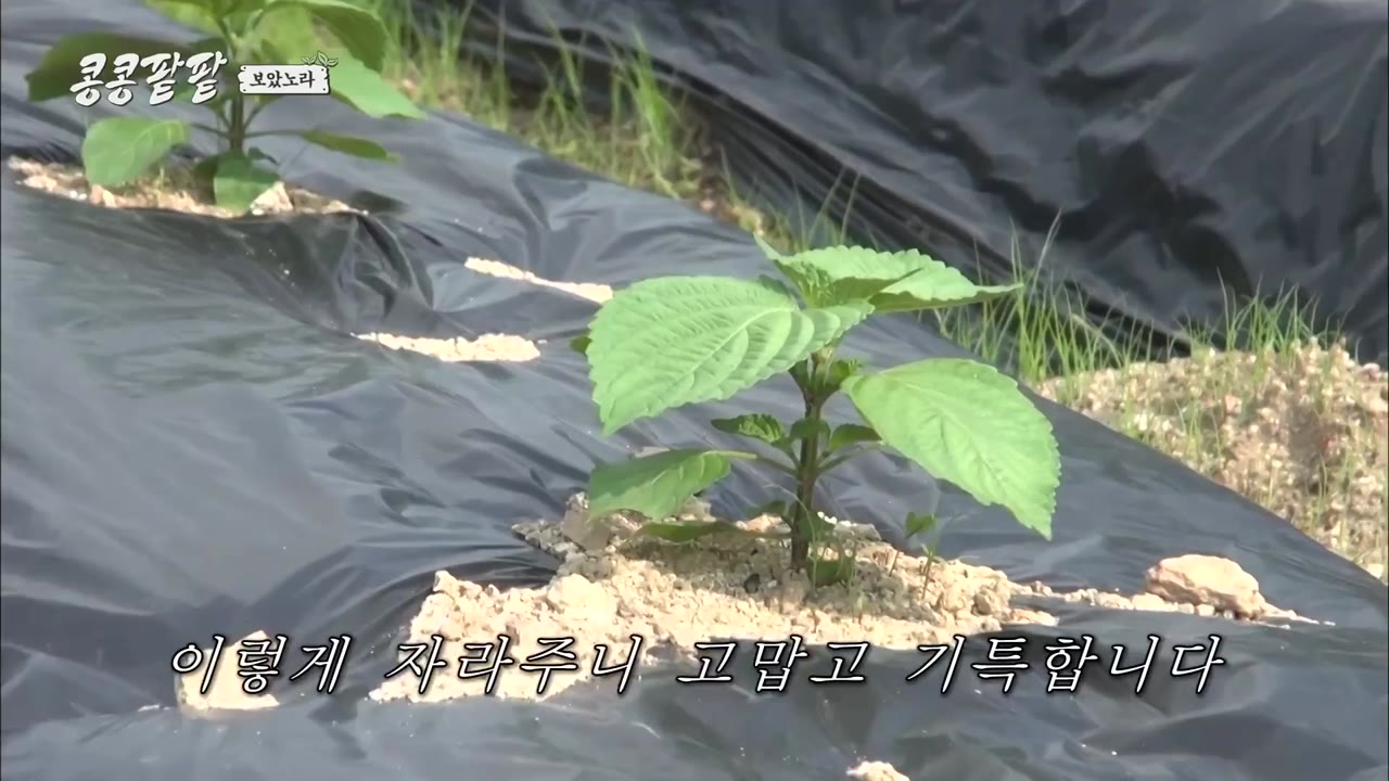 Gieo Gì Gặt Nấy tập 4