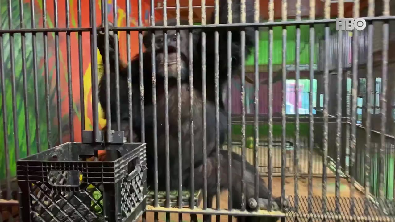 Chimp Crazy tập 2