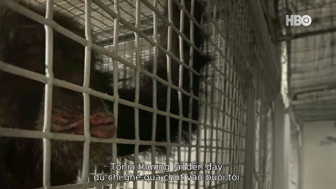 Chimp Crazy tập 3