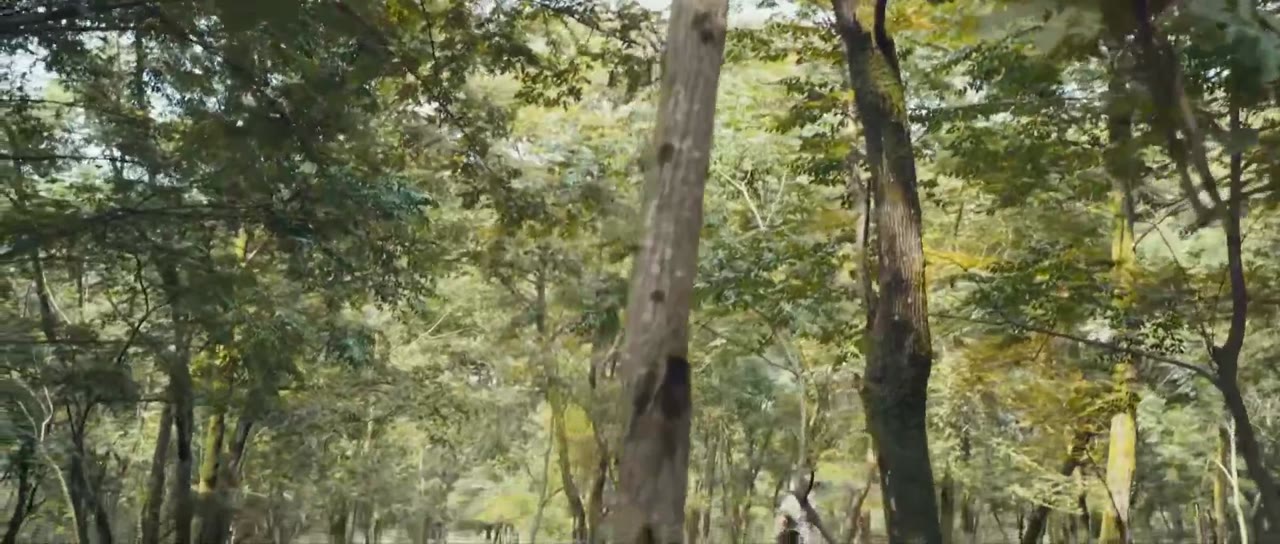 Ly Ca Hành tập 50