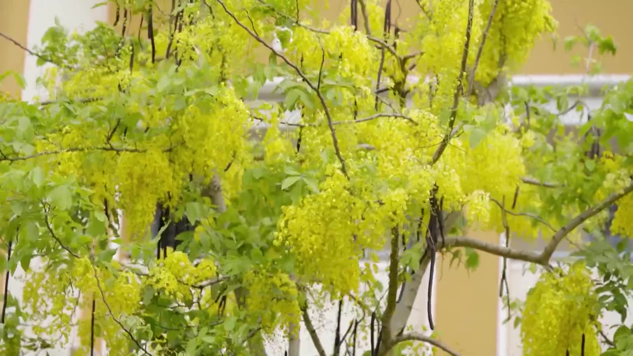 LaLa School: Tuổi Trẻ Tài Cao tập 11