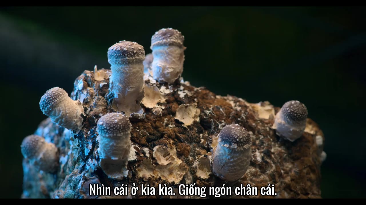 Bánh Quế + Mochi tập 9