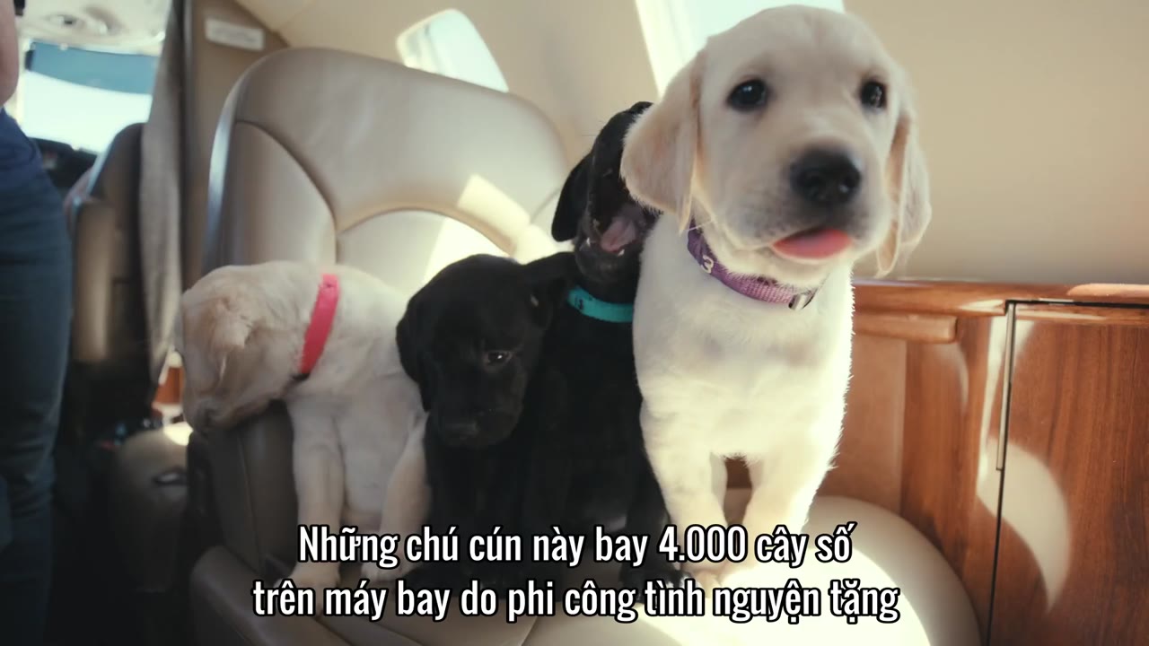 Những chú chó nghĩ gì tập 1