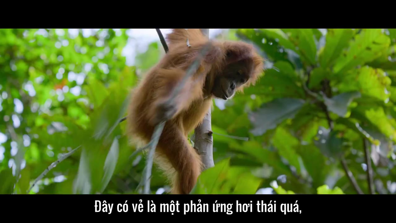 Cuộc sống bí mật của đười ươi tập 1