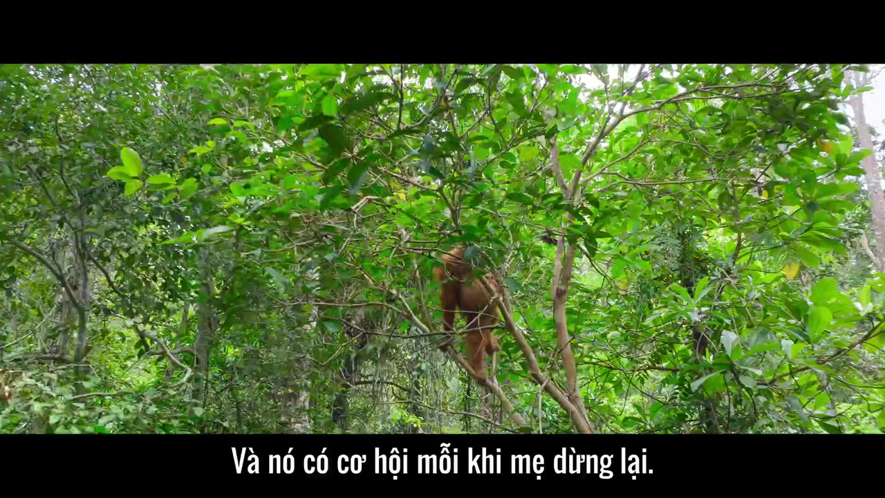 Cuộc sống bí mật của đười ươi tập 1 cảnh 3