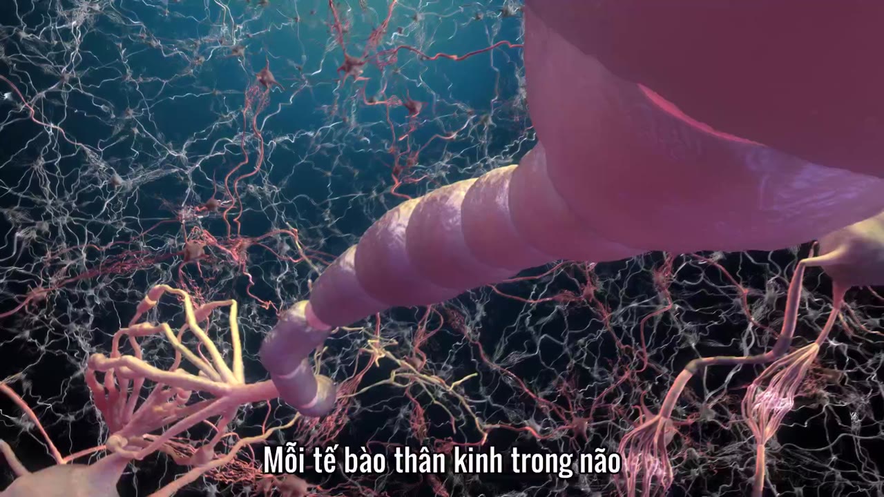 Con người: Thế giới bên trong cơ thể tập 1