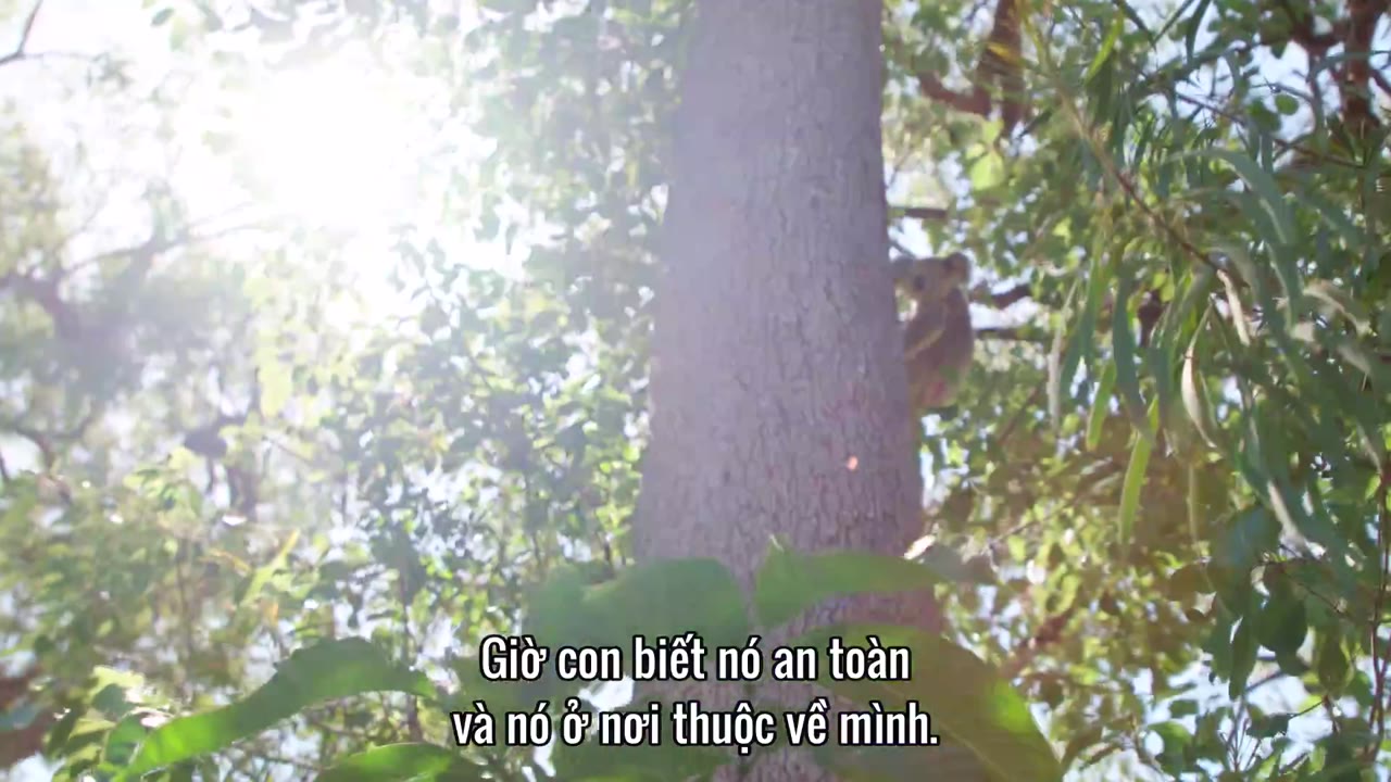 Thế giới gấu túi của Izzy (Phần 2) tập 5 cảnh 3