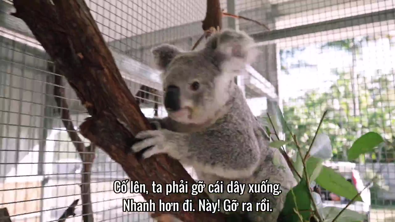 Thế giới gấu túi của Izzy (Phần 2) tập 7 cảnh 2