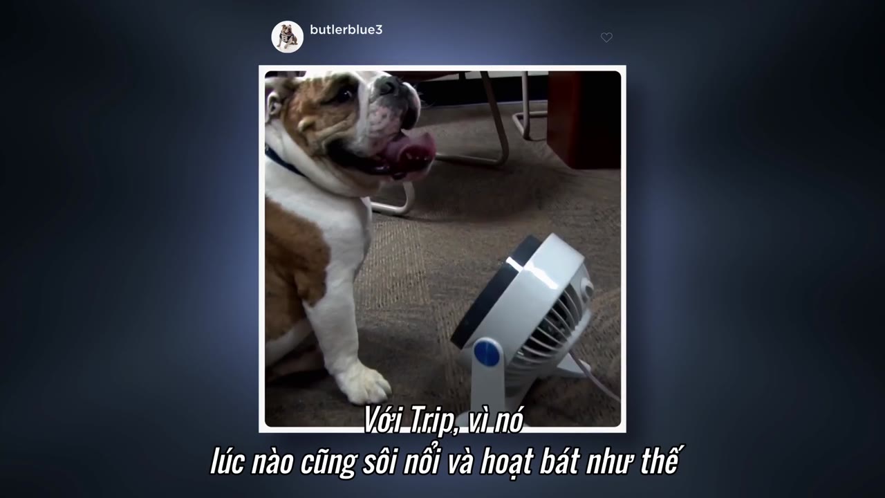 Những chú chó tập 1