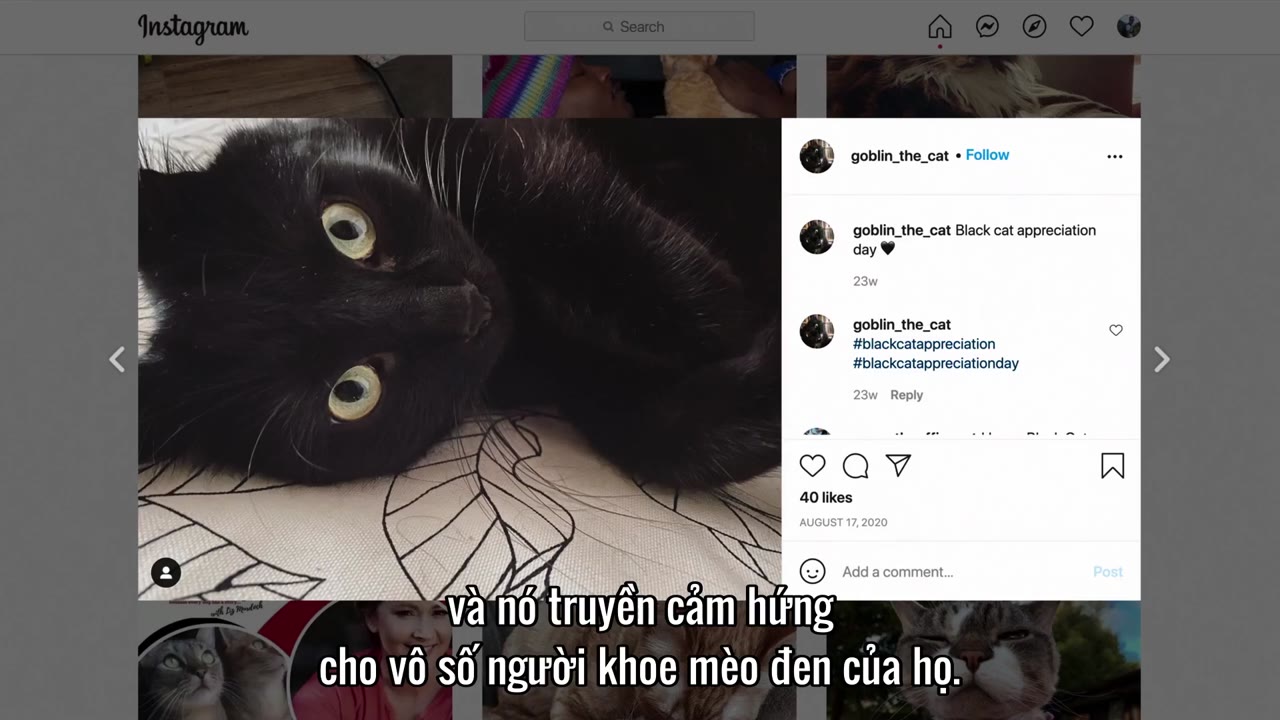 Những người yêu mèo tập 1 cảnh 3