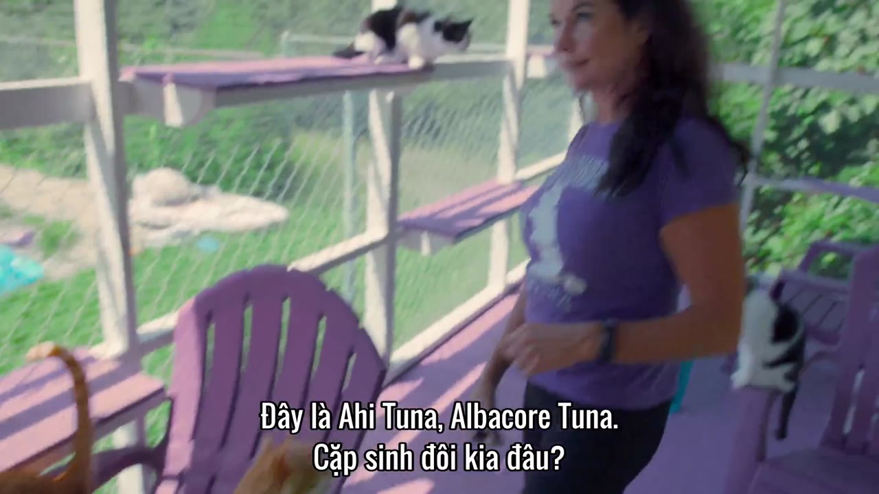 Những người yêu mèo tập 2