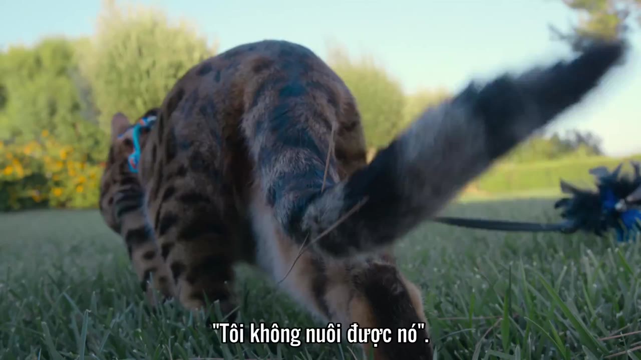 Những người yêu mèo tập 6 cảnh 2