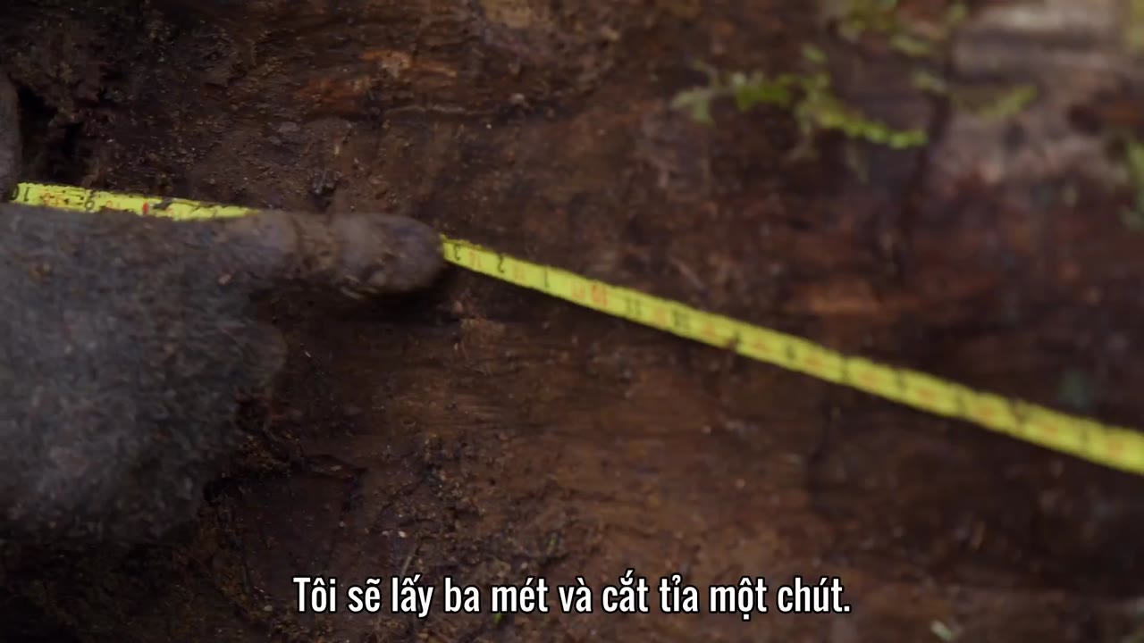 Gỗ lớn tập 4