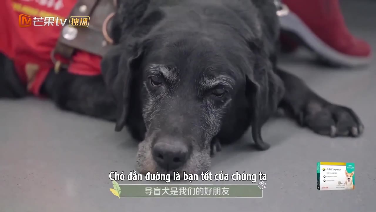 Đi Nào, Cún Con! tập 1 cảnh 3