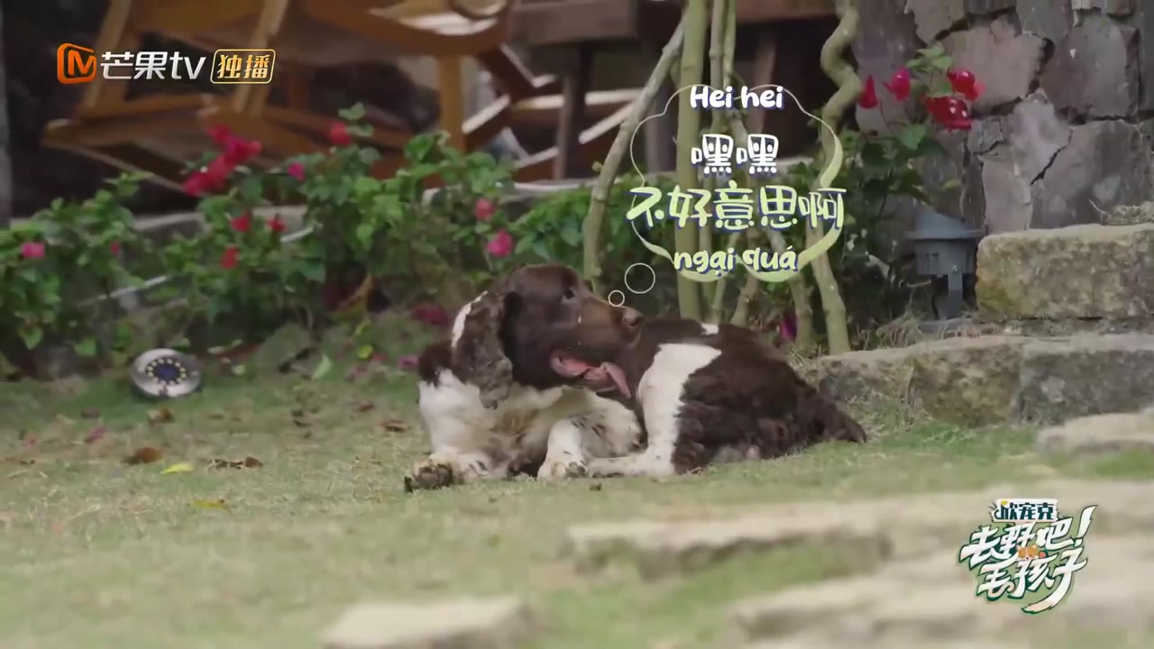 Đi Nào, Cún Con! tập 4