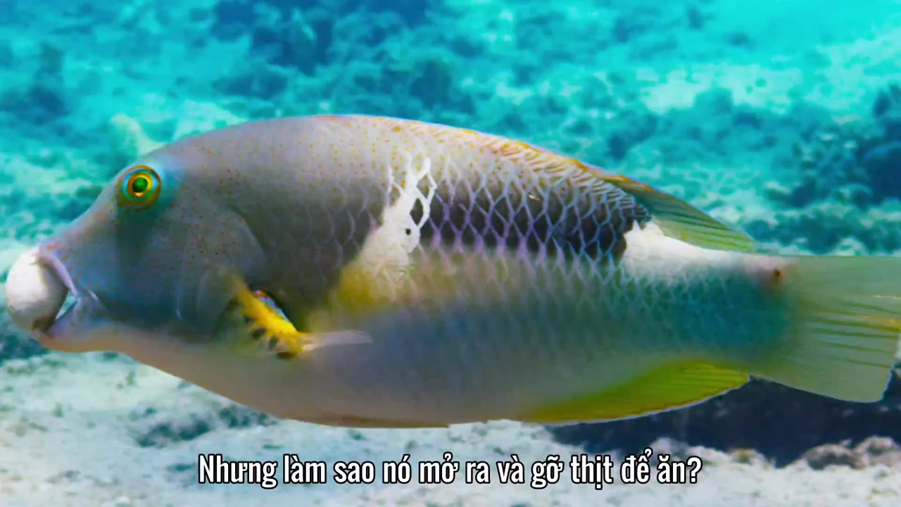 Đại Dương Sâu Thẳm 2 tập 1