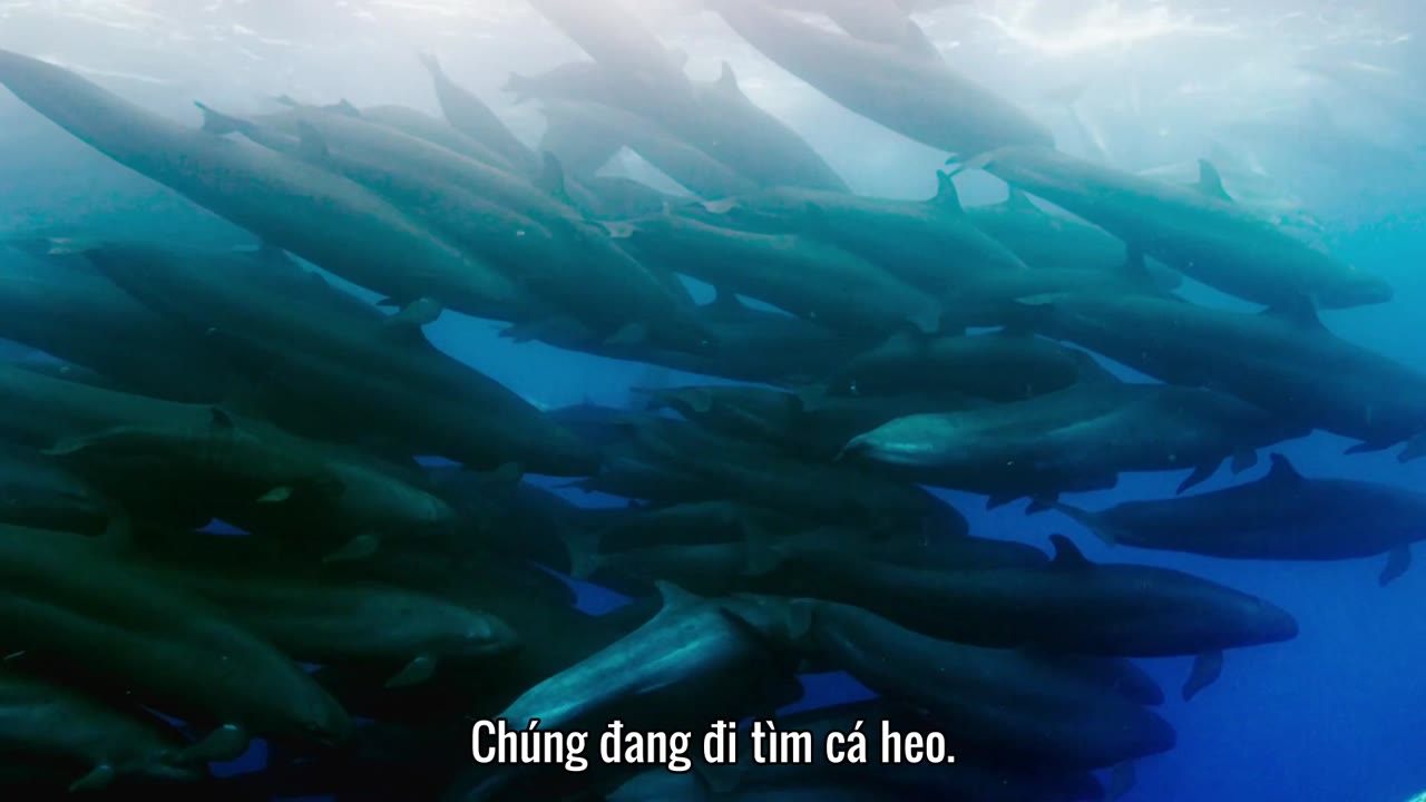 Đại Dương Sâu Thẳm 2 tập 1 cảnh 2