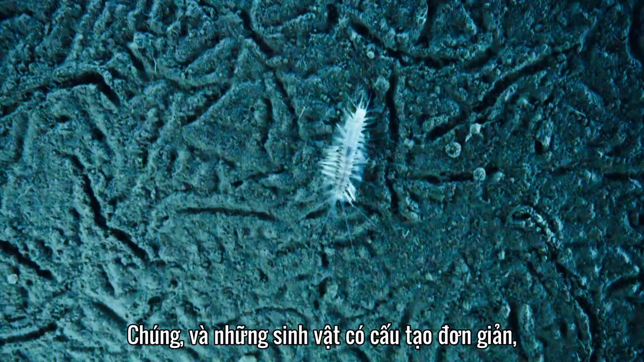 Đại Dương Sâu Thẳm 2 tập 2 cảnh 3