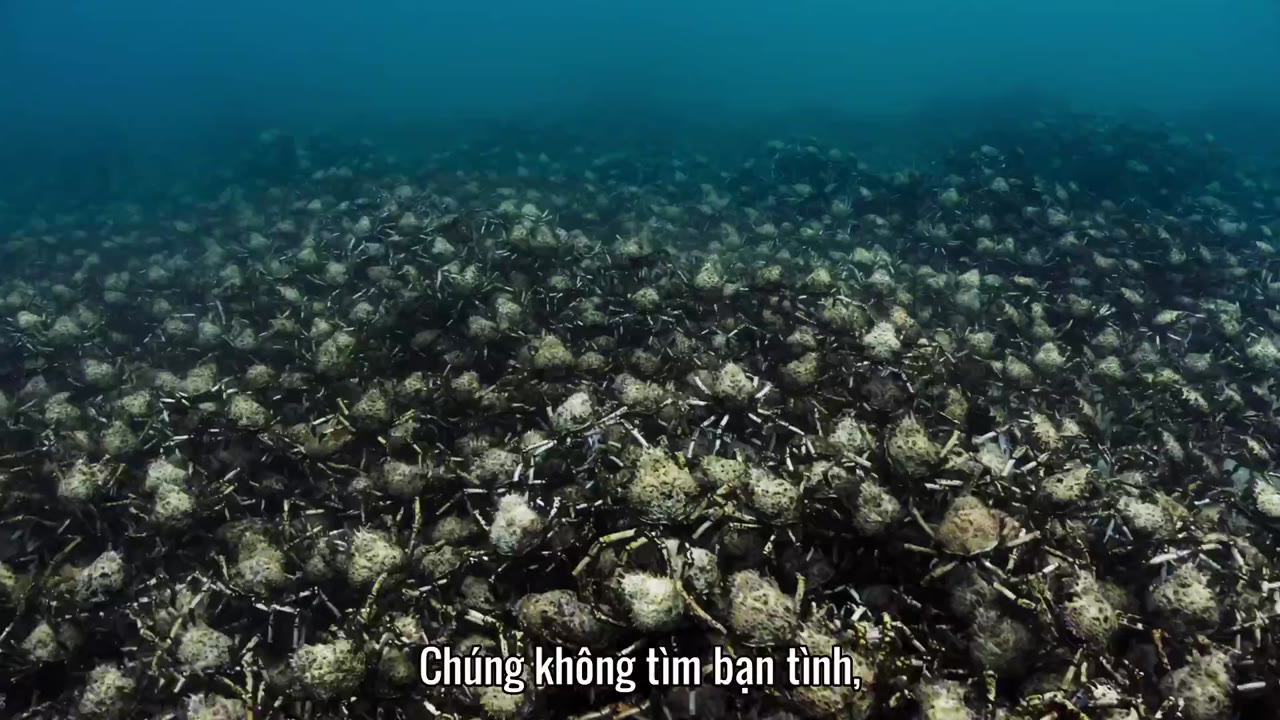 Đại Dương Sâu Thẳm 2 tập 5 cảnh 2