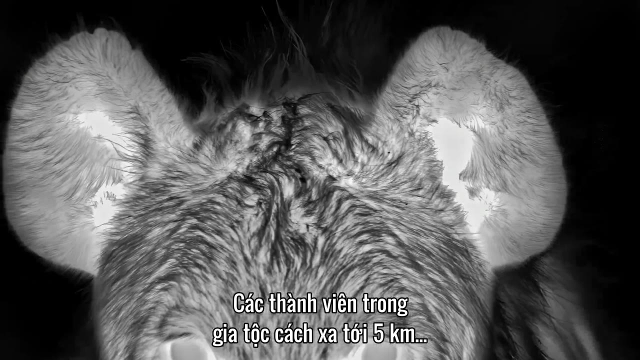 Mammals (2024) tập 1 cảnh 2