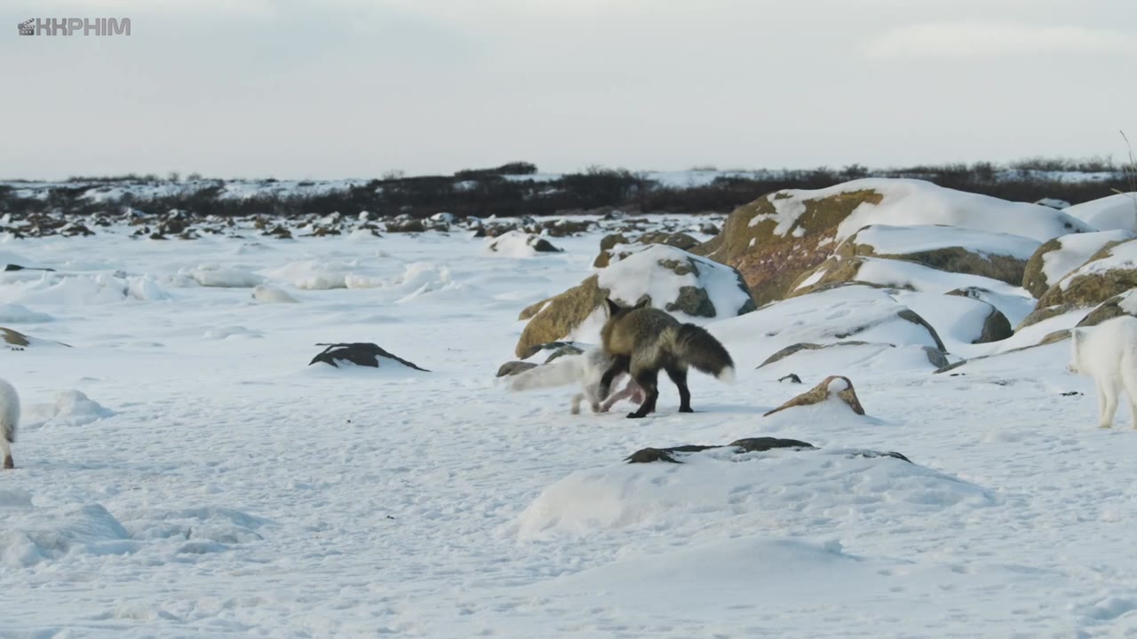 Mammals (2024) tập 4 cảnh 3