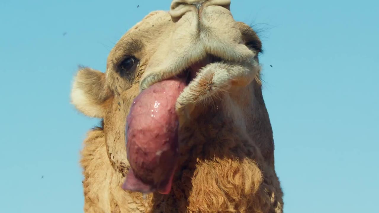 Mammals (2024) tập 5