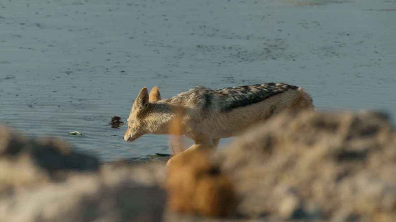 Mammals (2024) tập 5 cảnh 3