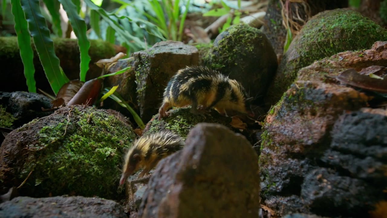 Mammals (2024) tập 6