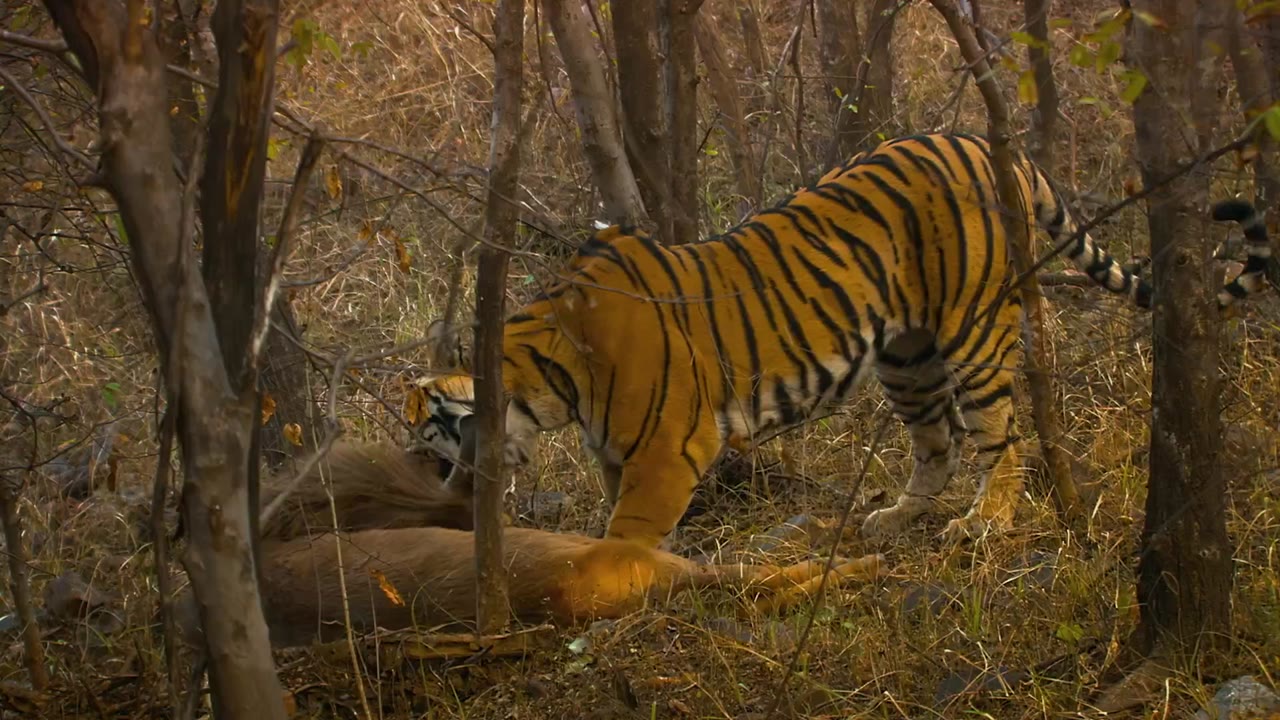 Mammals (2024) tập 6 cảnh 3