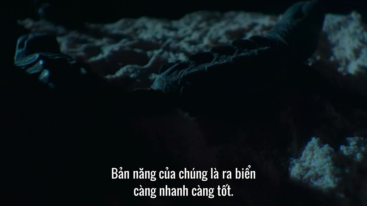 Hành Trình Trái Đất 2 tập 6 cảnh 3