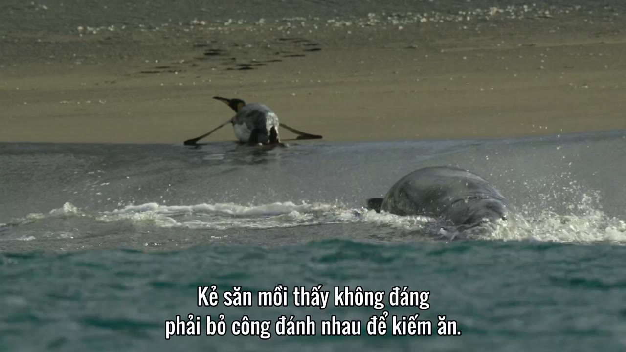 Hành Tinh Của Chúng Ta (Phần 1) tập 2 cảnh 2