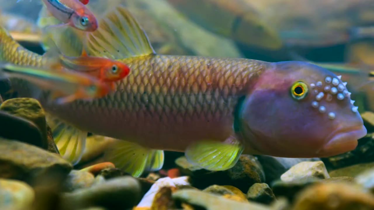 Bảy Thế Giới, Một Hành Tinh tập 6