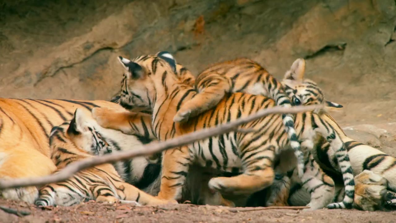 Triều Đại tập 5