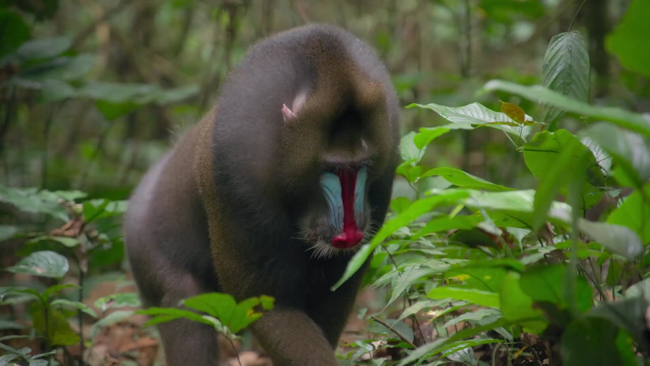 David Attenborough: Sự sống đầy màu sắc tập 1
