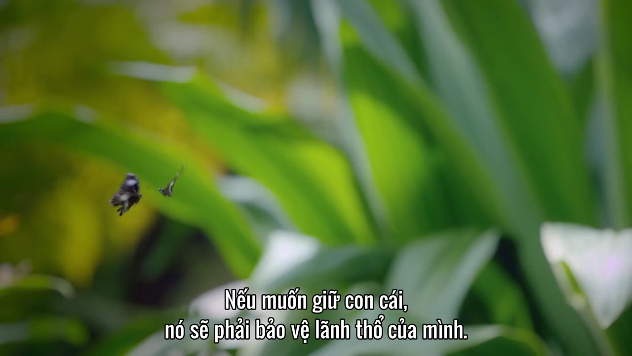 David Attenborough: Sự sống đầy màu sắc tập 1 cảnh 2