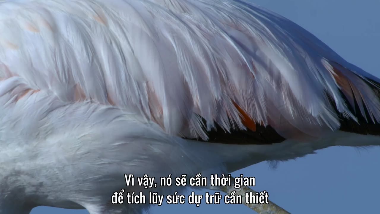 David Attenborough: Sự sống đầy màu sắc tập 1 cảnh 3