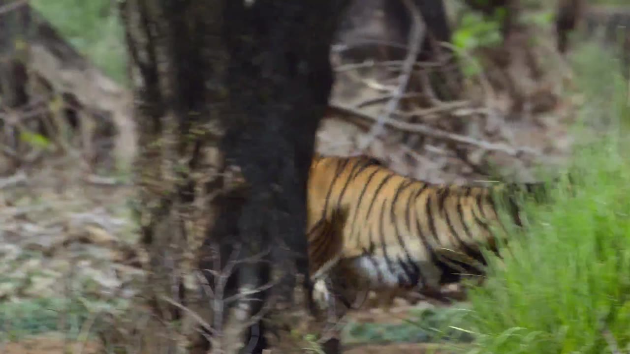 David Attenborough: Sự sống đầy màu sắc tập 2