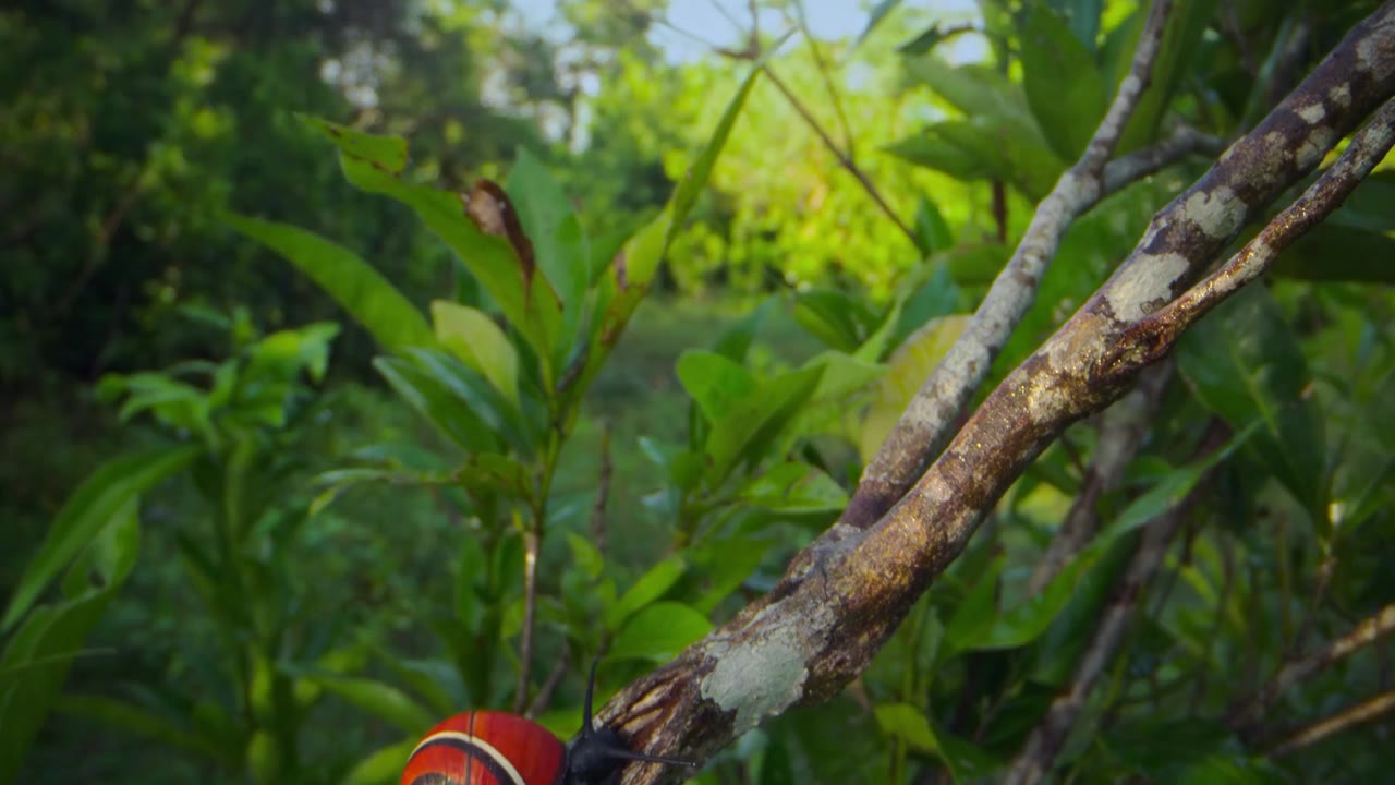 David Attenborough: Sự sống đầy màu sắc tập 2 cảnh 2