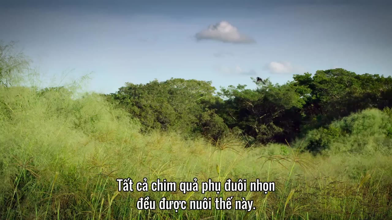 David Attenborough: Sự sống đầy màu sắc tập 2 cảnh 3