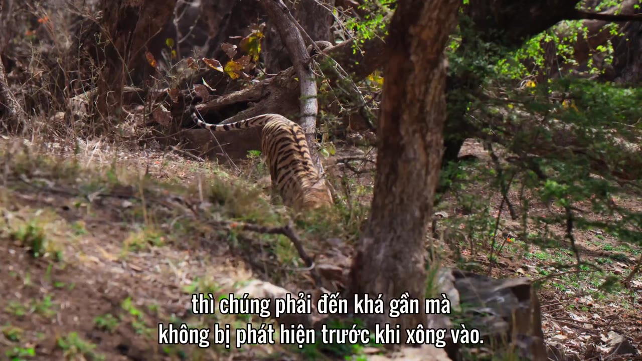 David Attenborough: Sự sống đầy màu sắc tập 3
