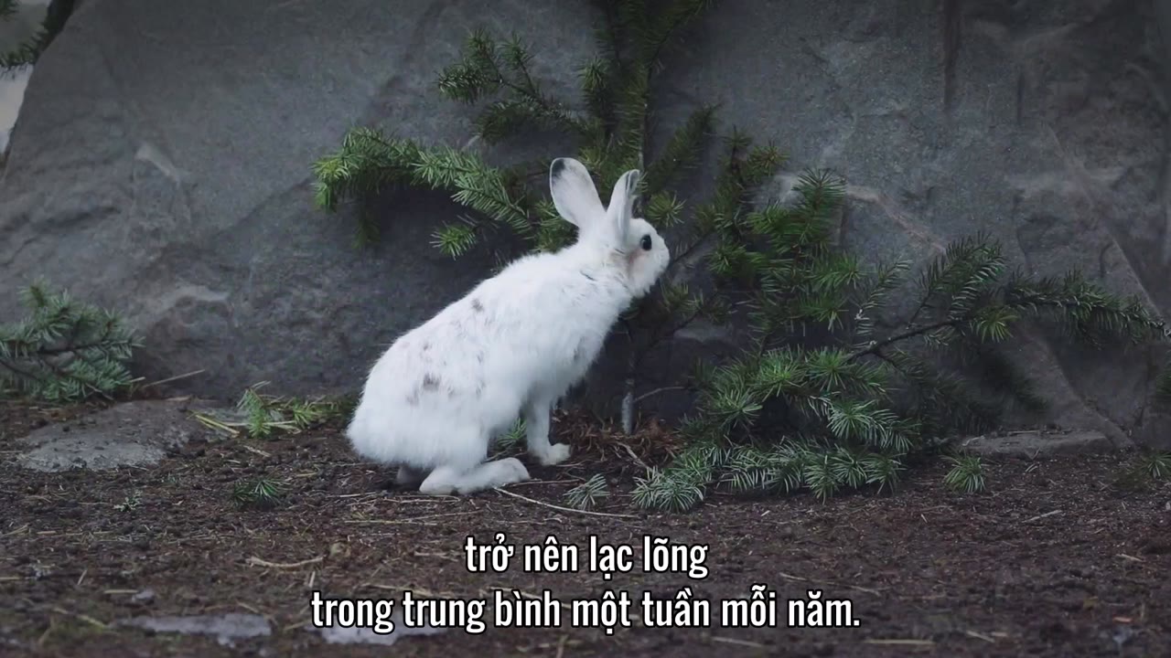 David Attenborough: Sự sống đầy màu sắc tập 3 cảnh 3