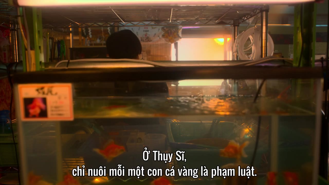 Người vợ cá vàng tập 6 cảnh 2