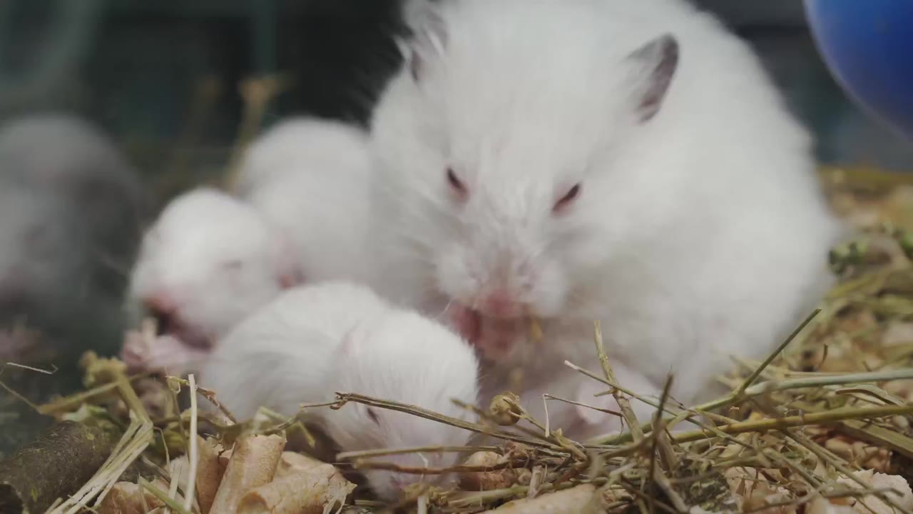 The Secret Life of Our Pets tập 2 cảnh 2