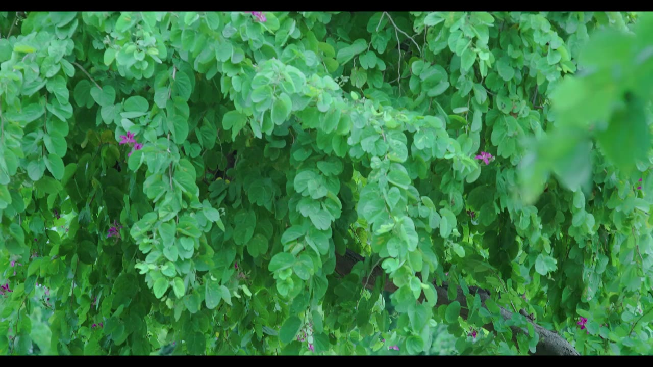 Hoa Hồng Giấy tập 36 cảnh 2