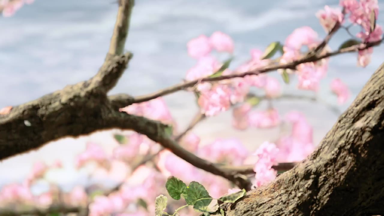 Lưu Ly Mỹ Nhân Sát tập 1