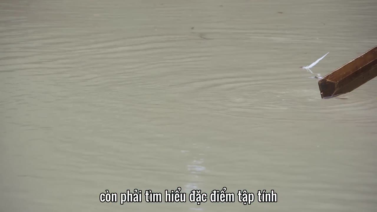 Thương Nguyệt Hội tập 1 cảnh 3