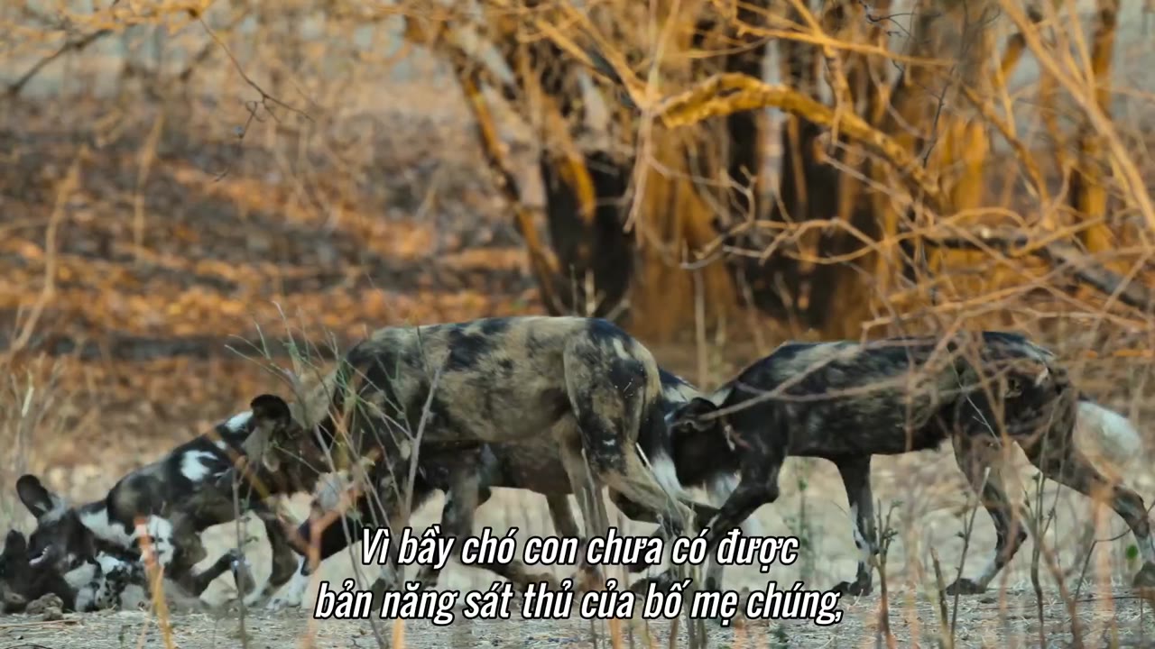 Thế giới thú săn mồi tập 5 cảnh 2