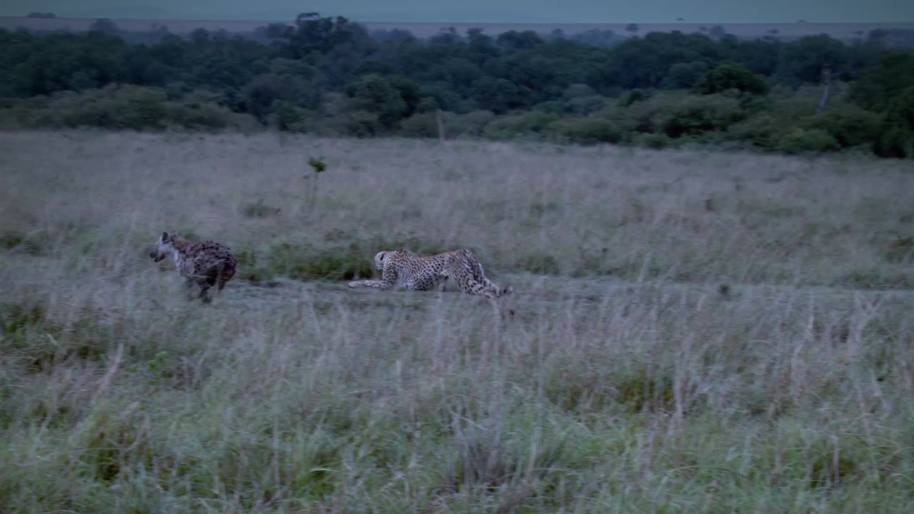 African Cats tập 1 cảnh 2