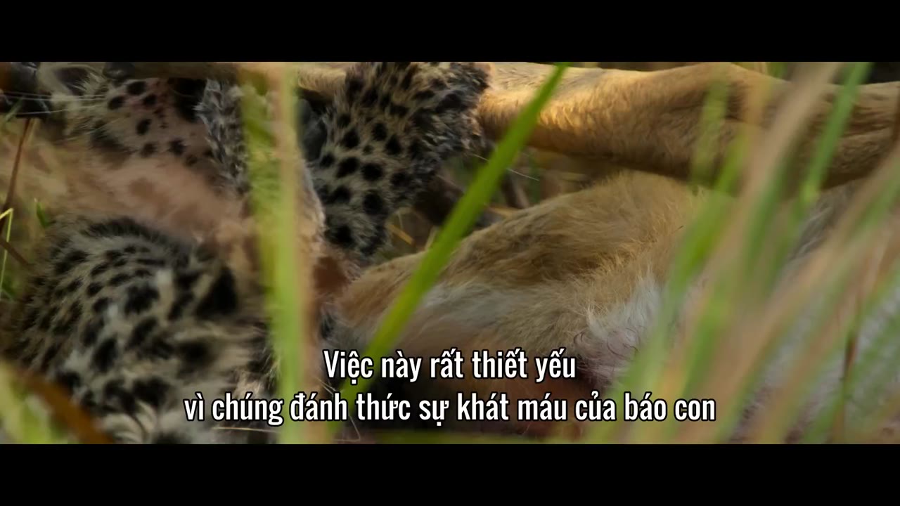 Sống cùng báo hoa tập 1