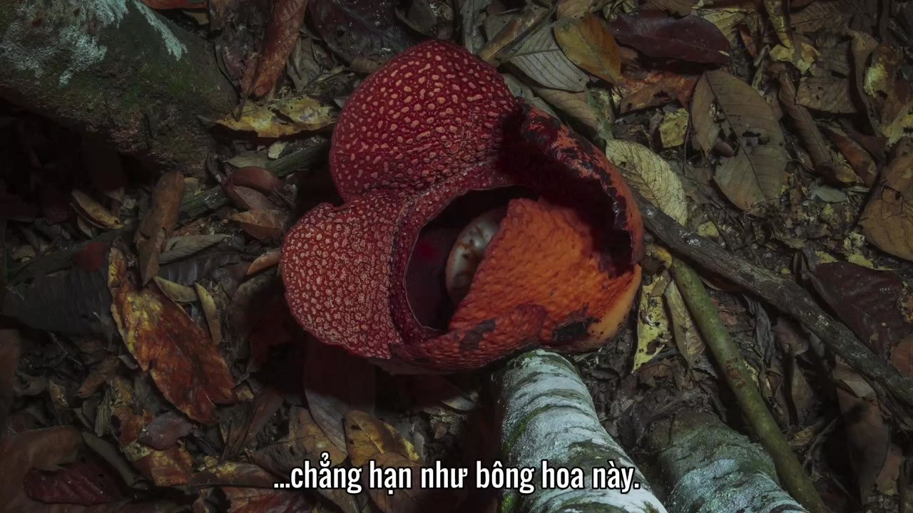 Hành Tinh Xanh tập 1 cảnh 2